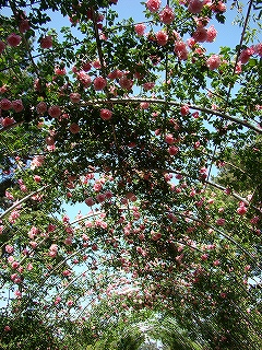 s-dc051767.jpg
