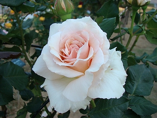 s-dc051772.jpg