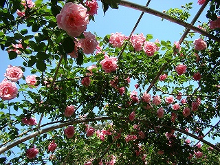 s-dc051779.jpg