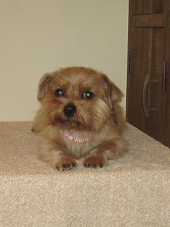 s-dc060601.jpg