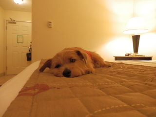 image-20110625104812.png