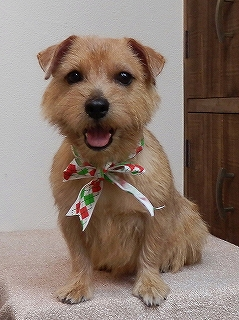 image-20111015135419.png
