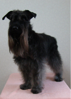 image-20110616004330.png