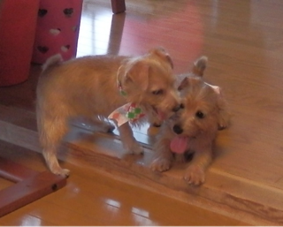 image-20110922000231.png