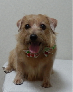 image-20111105173906.png